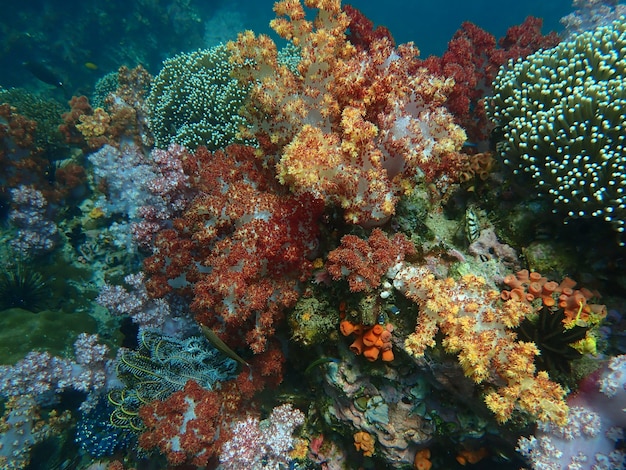 Marine life under sea water