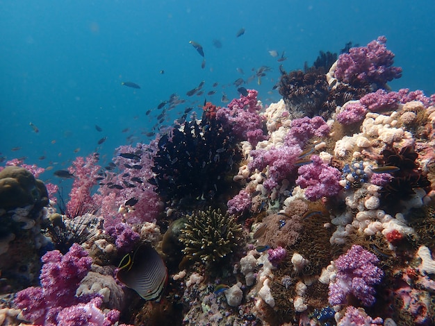 Marine life under sea water