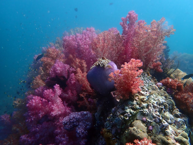 海水の下での海洋生物