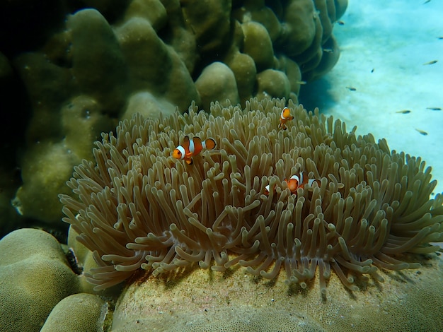 Photo marine life under sea water