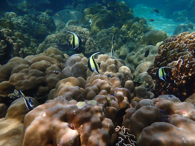 海水の下での海洋生物