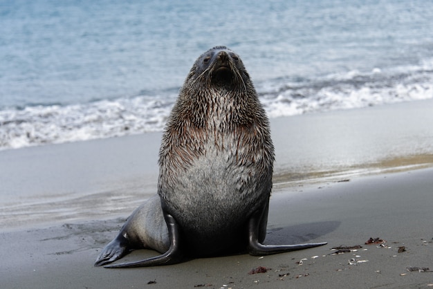 Photo marine lion on sea