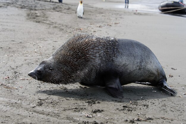 海の上のライオン