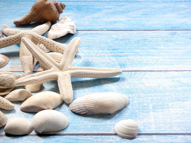 Marine objects, shells and starfish on wood