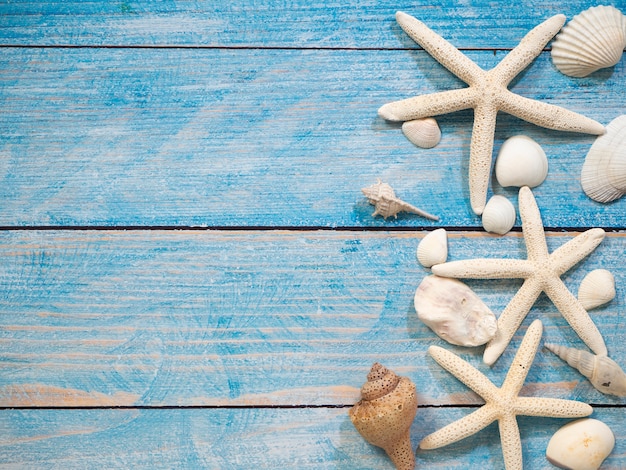 Marine objects, shells and starfish on wood