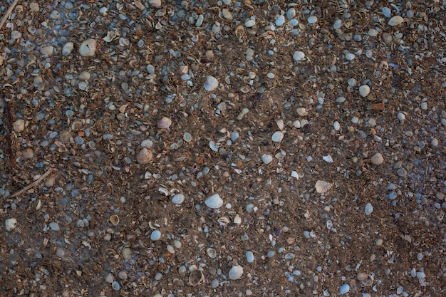 Marine shells on the beach