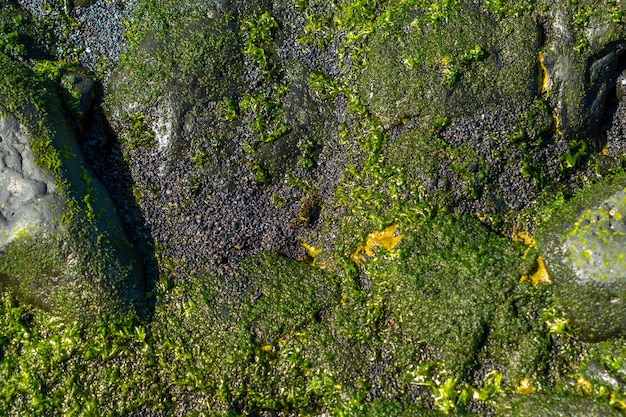 夏のラパルマ島のチャルコヴェルデのビーチの海洋植生