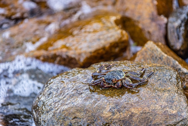 Marine wildlife shore coast of beach. Beautiful Grapsus Albolineatus crab staying on top of wet rock