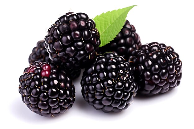 Marionberry fruit isolated on white background