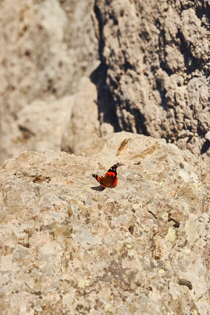 Mariposa monarca en desierto