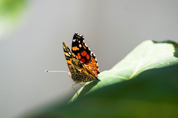 Mariposa sobre hoja