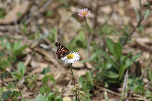 Mariposa