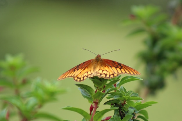 Mariposa