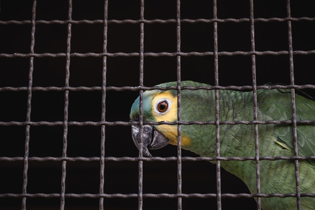 Maritaca, Braziliaanse vogel van de papegaaiensoort. Gevangen dieren, smokkel en illegale verkoop van wilde dieren