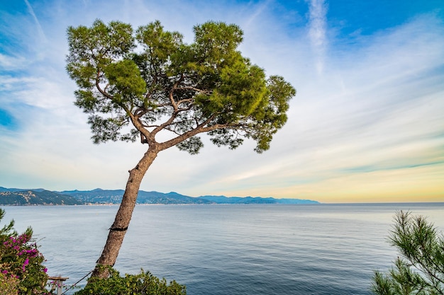 Maritime Pine aan de Ligurische kust