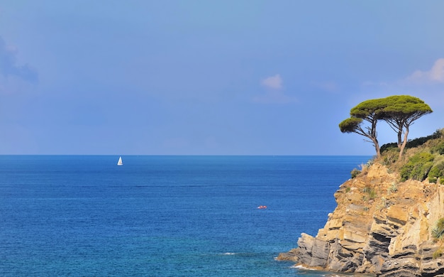 Maritime pine on a cliff