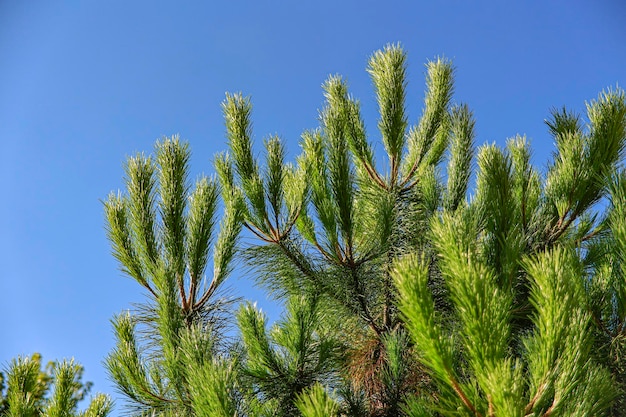 Maritime pine detail blue sky