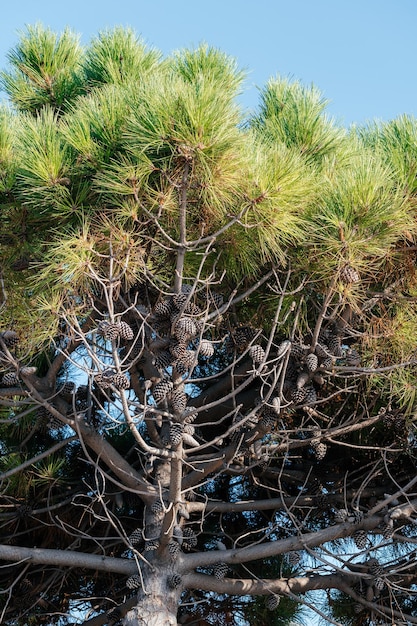 カラブリア海辺イタリアの海岸松 Pinus Pinaster ツリー