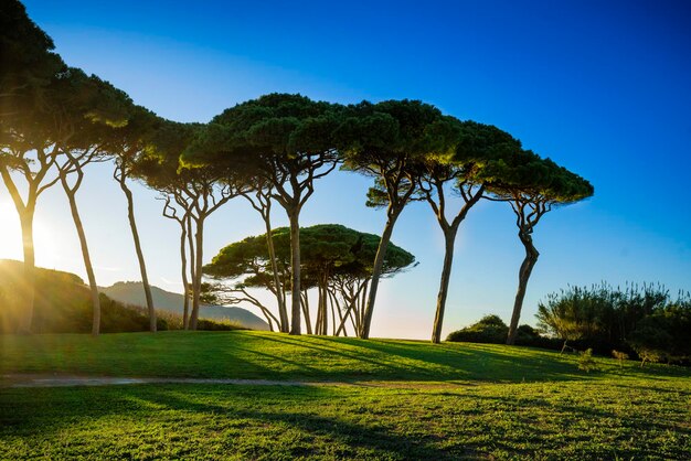 바다와 해변 근처의 해양 소나무 그룹 Baratti Tuscany