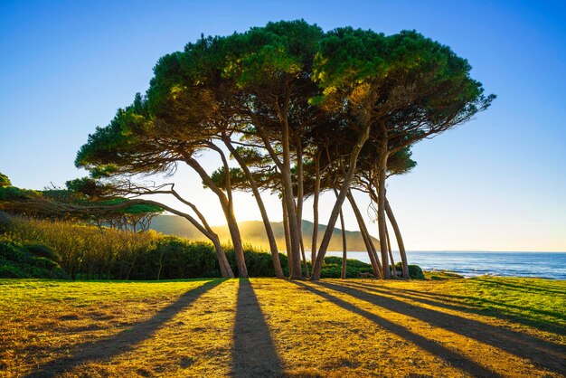 Photo maritime pine tree group near sea and beach baratti tuscany