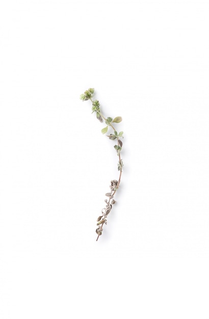 Marjoram on isolated white