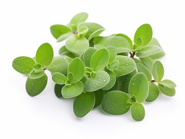 Marjoram Leaves on White Background