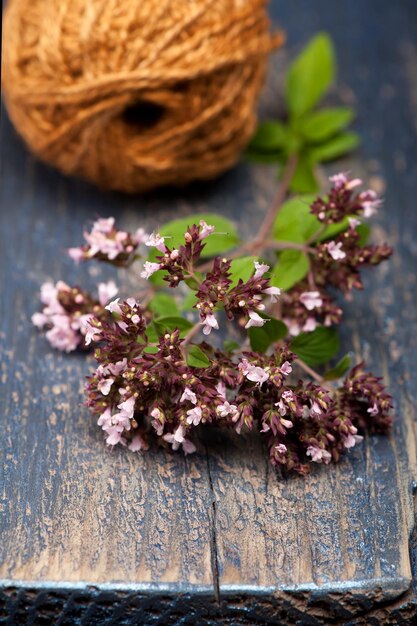 Photo marjoram origanum vulgare