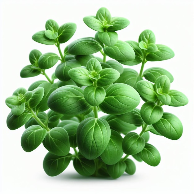 マージョランプラント (Marjoram plant)