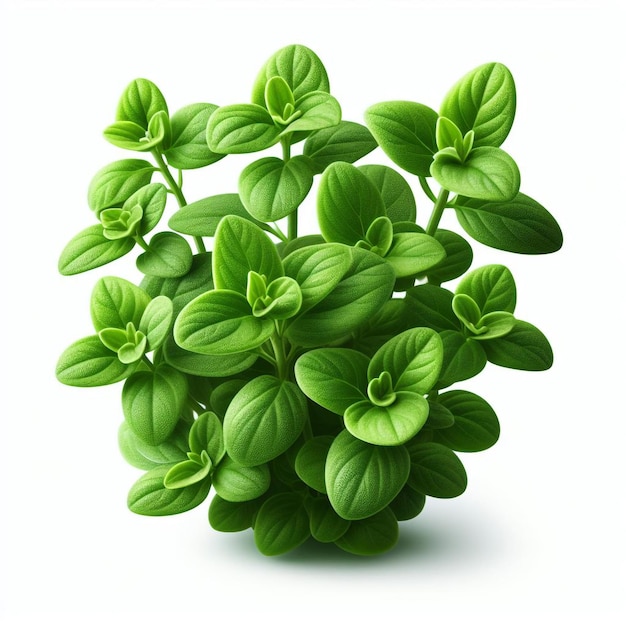 マージョランプラント (Marjoram plant)