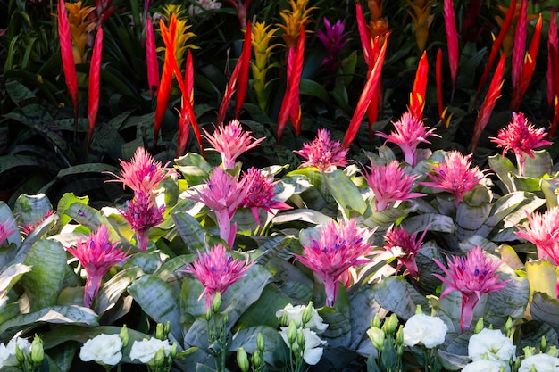 Market for sale plant in pots