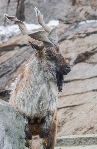 Markhor (capra falconeri)