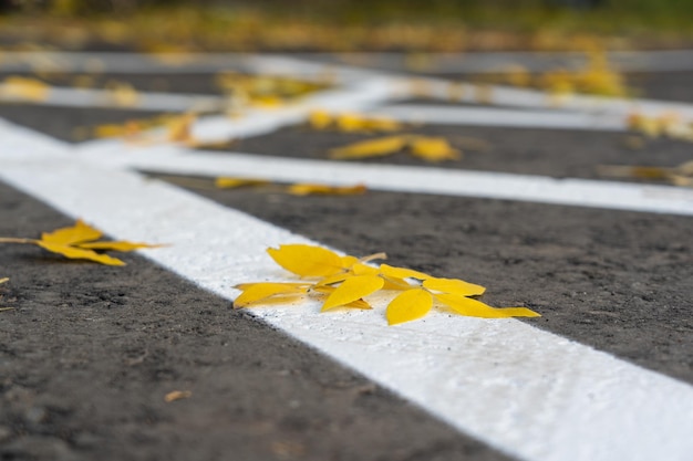 Markings on the asphalt prohibiting parking, yellow autumn leaves on the asphalt. Selective focus