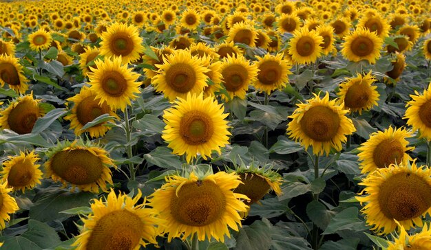 Markt schwaben ger 01 aug 2005 sunflowers on a field picture was digitally manipulated