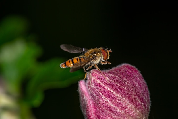 La marmellata di hoverfly raccoglie il polline sul fiore rosa macrofotografia episyrphus balteaus insetto