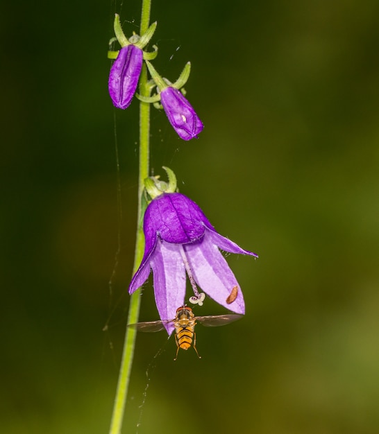 Photo marmalade hoverfly flying in front of a bell flower