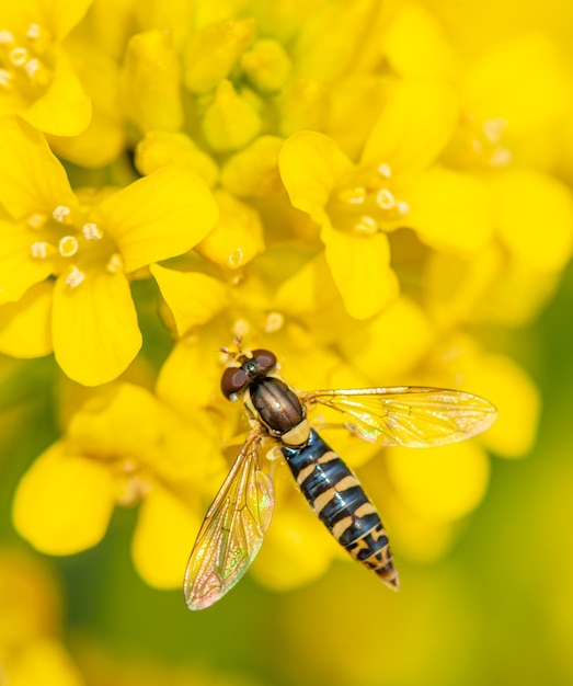 marmelade zweefvlieg zittend op gele bloem