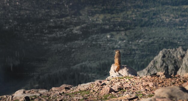 A marmot in the Colorado Cockies.