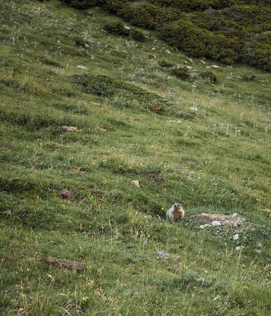 Marmot coming out of the burrow. Nuria valley. Nature concept