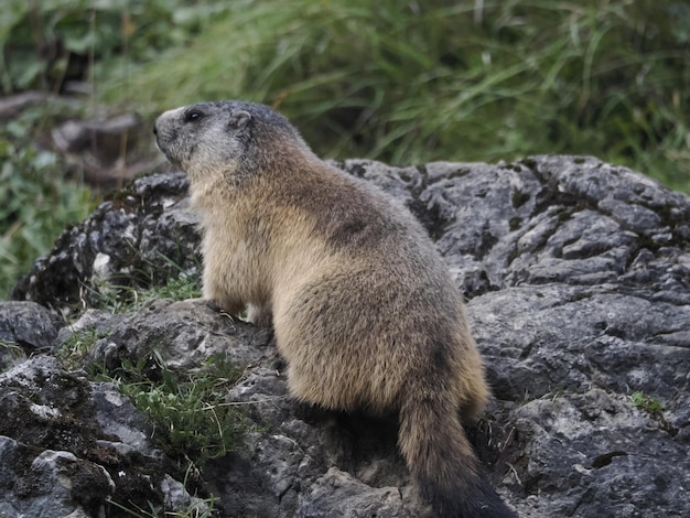 Marmot groundhog outside nest portrait