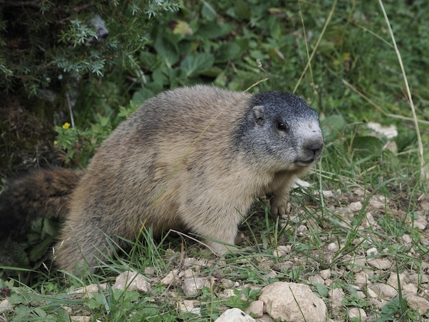 Marmot groundhog outside nest portrait