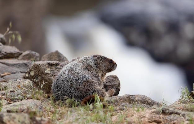 Marmot in amerikaans natuurlandschap tijdens bewolkte dag