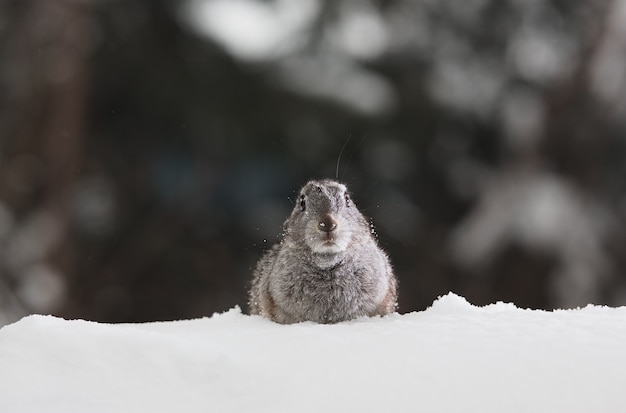 marmot in de sneeuw in de winterGroundhog Day