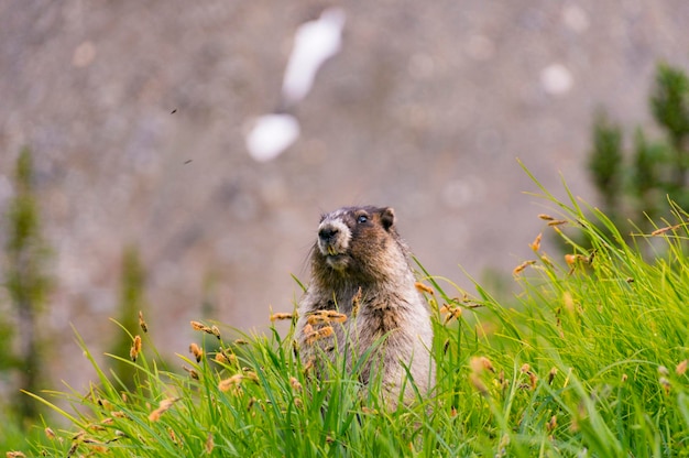 Foto marmot kijkt weg op het grasveld