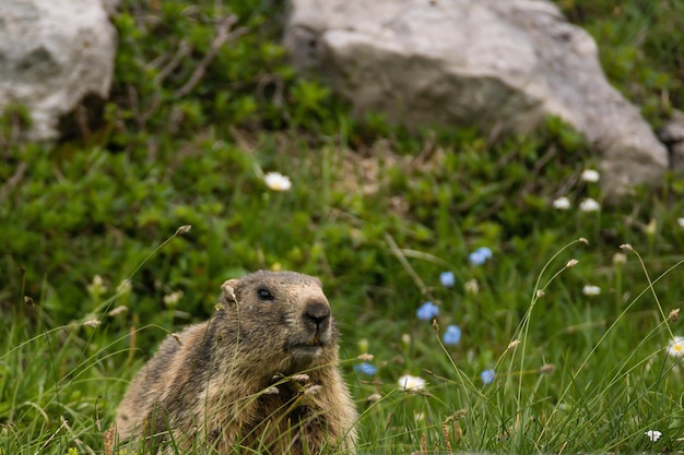 Marmot kijkt weg op het grasveld