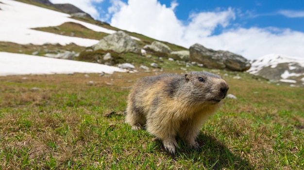 marmot, looking at camera, front view. Wildlife and nature reserve in the Italian French Alps.