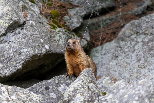 Marmot Marmota Marmota staande in de rotsen in de bergen Groundhog in de wilde natuur