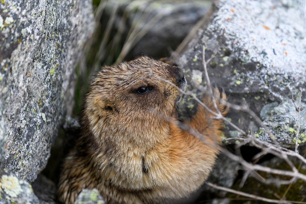 マーモット マルモタ 山の岩の中に立つマルモタ 野生の自然の中のグラウンドホッグ