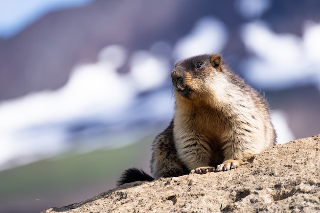 marmot poseren voor een besneeuwd berglandschap in Oostenrijk