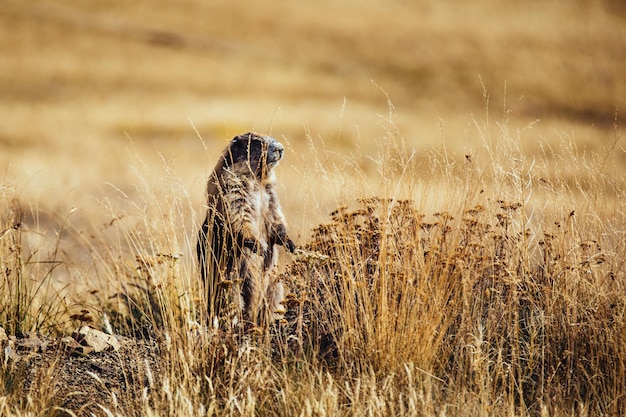 La marmotta in piedi sul campo erboso