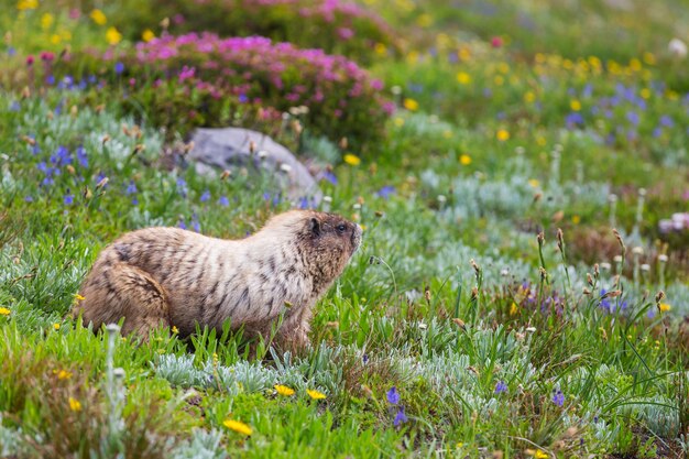 Marmot